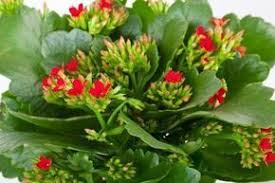 Cuidados Del Kalanchoes Plantas Suculentas Cultivo De Plantas Plantas