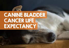 How Long Can A Dog Live With Bladder Cancer Tcc Life Expectancy