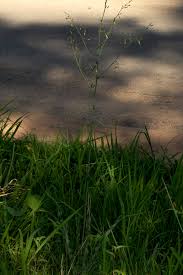 Image result for Chlorophytum macrosporum