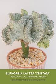 The name cacti or cactus has been adopted by the masses as the universal term to describe succulent plants. This Fan Shaped Succulent Is Great For Beginners Or Indoor Growers Coral Cactus Succulents Types Of Cactus Plants