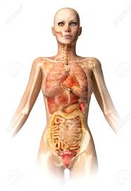 We did not find results for: Woman Body With Bone Skeleton And All Interior Organs Superimposed Stock Photo Picture And Royalty Free Image Image 11713022