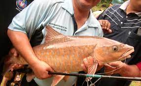 Namun secara umum terdapat ayat dalam al quran yang berkaitan dan menjelaskan tentang ikan. Doa Memancing Ikan Dalam Al Quran Yang Sangat Mustajab