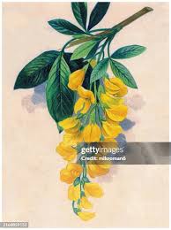 Image result for Laburnum