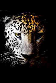 Now you can use these photos. Animals Cool Nice Capture Special Space Fantastic Flickr