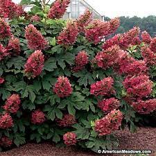 Ruby Slippers Oak Leaf Hydrangea Hydrangea Quercifolia Hydrangea Garden Oakleaf Hydrangea