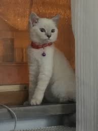 I Just Woke Up Kittens Cute Britishshorthair Cat White