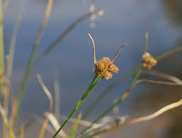 Image result for Fuirena pachyrrhiza