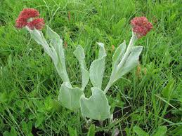 Image result for Helichrysum acutatum