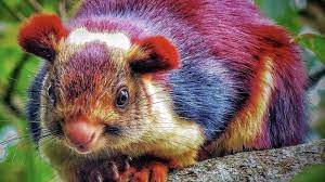 These Giant Colorful Squirrels Are The Most Beautiful Rodents We Ve Ever Seen Unusual Animals Unique Animals Nature Animals