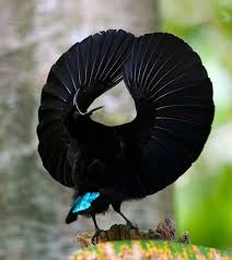 Viktorya Cennet Kusu In 2020 Weird Birds Beautiful Birds Birds Of Paradise