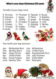 The pet name generator can generate thousands of ideas for your project, so feel free to keep clicking and at the end use the handy copy feature to export your pet names to a text editor of your. Pets At Home Find Your Pets Elf Name With This Fab Name Generator Created By The One And Only Archie The Pug Star D Facebook