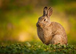 La chair du lièvre est dite noire car elle est très foncée tandis que celle du lapin de garenne est très claire. Lapin De Garenne Comment Bien Repeupler Chasse Passion