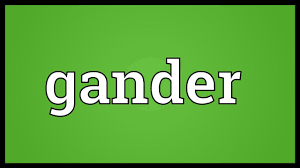 Looking a little ruffled at the minute as he's moulting but a fine handsome gander that would make any lovely lady a gorgeous partner! Gander Meaning Youtube