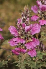 Image result for Acanthus polystachyus