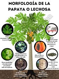 La papaya o lechosa (Carica papaya) es una planta herbácea perenne que pertenece a la familia Caricaceae. A continuación, te describo su morfología: Raíz - Tipo: Raíz pivotante - Profundidad: Hasta 1