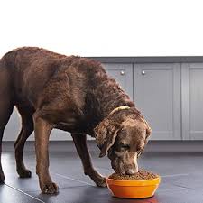 10 Best Purina Dog Foods Of 2021 Reviews Top Picks Doggie Designer