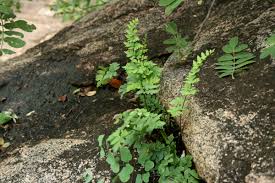 Image result for Cheilanthes viridis