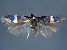 Image result for Stigmella malella