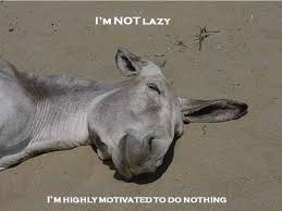 Download in under 30 seconds. Donkeys Saying Funny Quotes Quotesgram