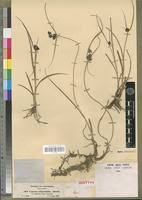 Image result for Pycreus elegantulus