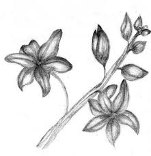 Sketsa bunga sketsa bunga tasbih. 50 Gambar Sketsa Bunga Indah Dan Mudah Sakura Mawar Melati Matahari Anggrek Tulip Lengkap