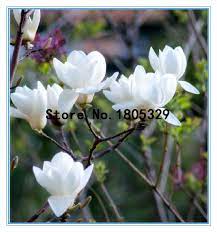Rare Genie Dark Red Yulan Magnolia Tree Flower Seeds 10 Seeds Pack Light Fragrant Garden Tree Flower Seeds Fragrant Garden Magnolia Trees