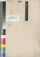 Image result for Pilostyles aethiopica