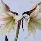 Garden Basics: Nature’s Cornucopia of Holiday Plants and Decorations