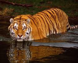 They have a coat of short hair, reddish brown to golden orange in color. Moving Animal Wallpapers Group 57