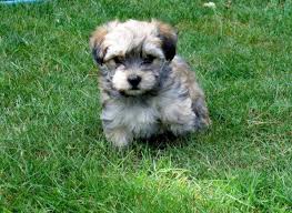 Discover the tiny havanese dog! Akc Havanese Puppies Variety Of Colors For Sale In Boring Oregon Classified Americanlisted Com