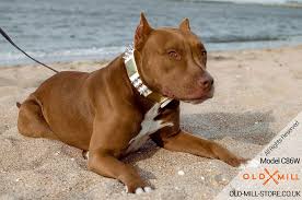 Black And Brown Pitbull Dog Spiked And Studded Leather Dog Collar For Pitbull Girl Studded Leather Dog Collar Leather Dog Collars Handmade Dog Collars