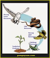 Rantai makanan di ekosistem hutan. Pengertian Rantai Makanan Dan Contohnya Pengayaan Com