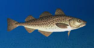 Baccalà e stoccafisso hanno proprietà simili tra loro, anche se un diverso contenuto calorico. Baccala Vs Stoccafisso Le Differenze Ristorante Da Irene