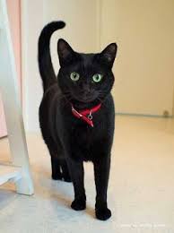 Cat Black Cat Cat Pictures Cat Animal Cute Cat Pictures Black Funny Cat Videos Cat Photos Cat Images Black Cat Figure Black Cats Beautiful Cats Cute Animals