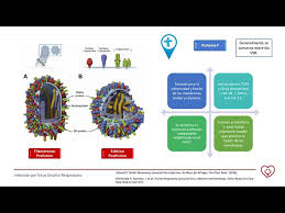Check spelling or type a new query. El Virus Respiratorio Sincitial Cuidados Del Recien Nacido Guia Para Padres Youtube