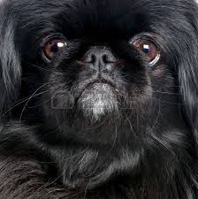 Black And White Pekingese Black Pekingese 6 Years Old In Front Of A White Background Pekingese Pekingese Puppies Pekingese Dogs