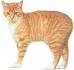 Cat Breeds - The Ultimate Cat Website