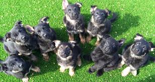 A relatively new breed, they didn't come on the scene until the late 1800s. German Shepherd Breeders In Pa Change Comin