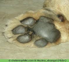 Un lion mâle adulte pèse environ 190 kg et peut mesurer jusqu'à 2,5 mètres de long.37 en prenant l'exemple d'un mâle humain pesant 83,6 kg et mesurant 1,75 mètre,38 le lion pèserait 2,5 fois le poids et mesurerait 1,5 fois la taille de l'homme. Le Lion Panthera Leo