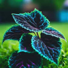 Image result for Coleus