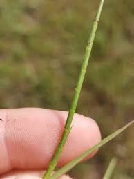 Image result for Hainardia