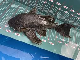 ロイヤルプレコみたいな