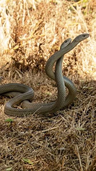 Two black mambas rise and wrestle in a battle for dominance, twisting,  pushing, and trying to pin the other to the ground. These ritual battles  decide territory and mating rights, without a single ...