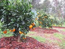 Hallman said a literature review and pitino's greenhouse study were enough to form a viable hypothesis for a field study with oak mulch beds under citrus trees. How To Mulch Citrus Trees And Tropical Fruit Trees Wa Tree Works
