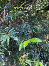 Image result for Aphloia theiformis