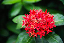 A bunch of flowers is called. Fresh Red Flower Called Ixora With Its Green Leave Beautiful Stock Photo Crushpixel