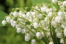 Marchande de muguet dans les rues de paris, france le 1 mai 1931. Les Plus Belles Photos De Muguet A Envoyer Pour Le 1er Mai