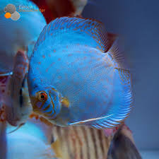 Jun 22, 2010 · unter dem meer free online jigsaw puzzles on thejigsawpuzzles.com. Bilder Diskusfische I Diskusfische Aquarium Fische Fische