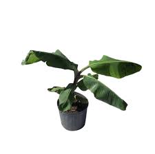 Dwarf cavendish banana plant is sometimes called the texas star or 'carolina king'.the dwarf cavendish gets 5 to 6 ft. Apple Banana Manzano Dwarf Plant 2 3 Feet Tall Container From Flori Everglades Farm