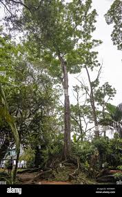 Image result for Carvalhoa macrophylla